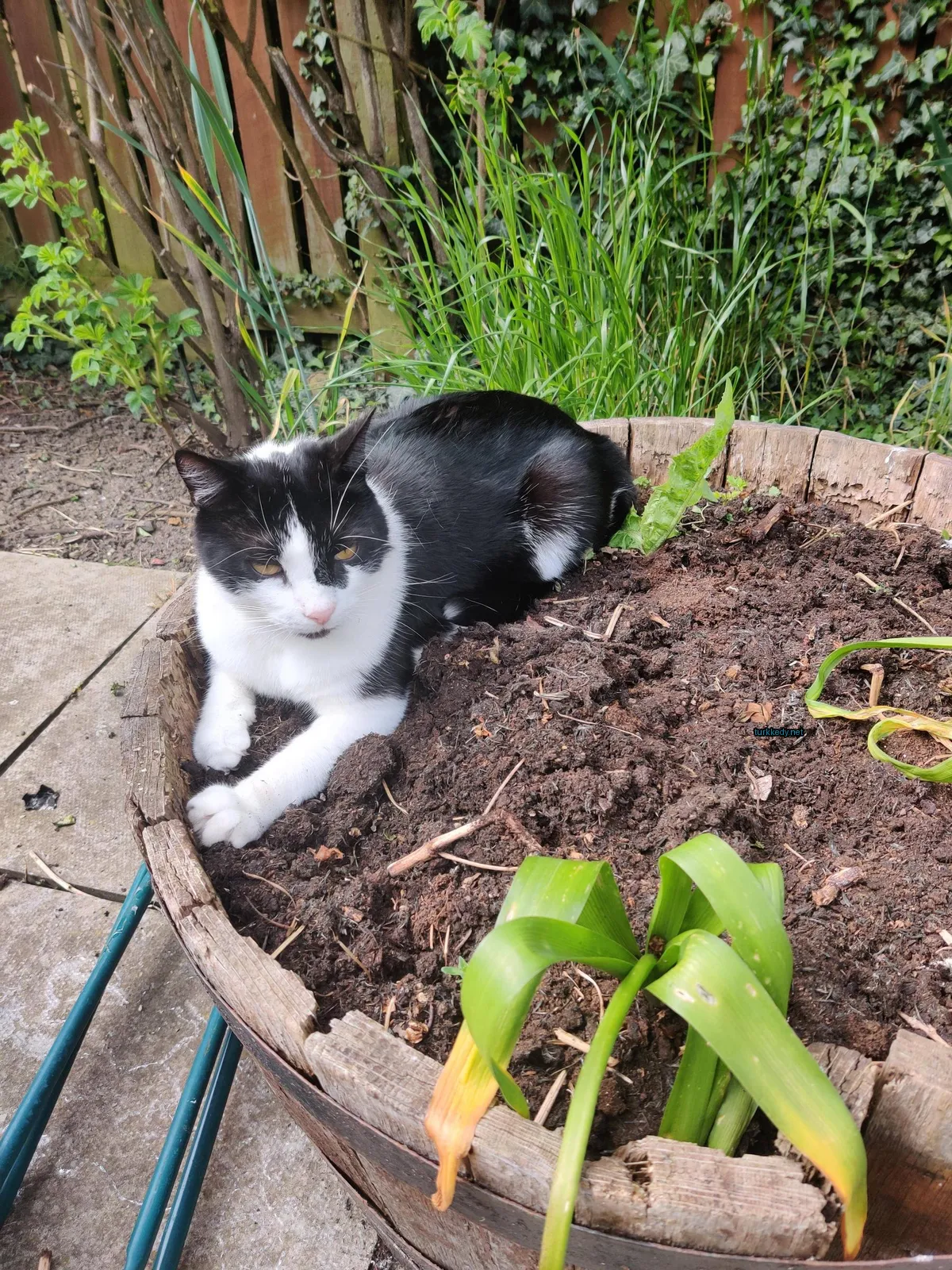 Siyah ve beyaz bir kedi bir ahşap planterde yatıyor.