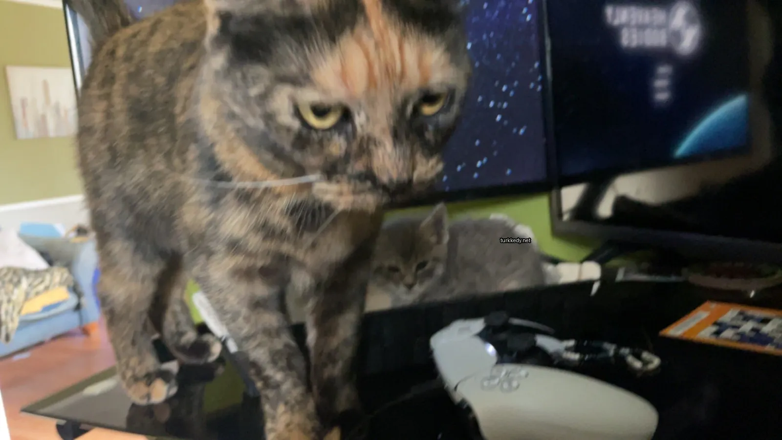Kara ve siyah bir deri desenine sahip bir kedi masa üzerinde duruyor.