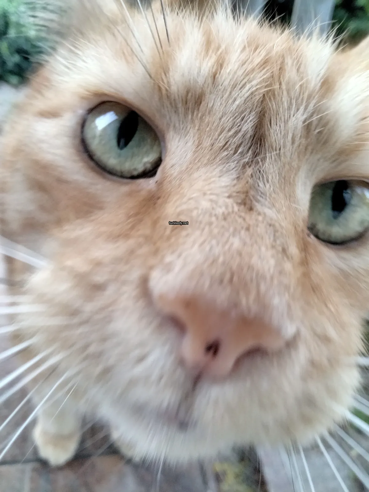 Koyu kahverengi ve beyaz bir kedi, yeşil gözleri ve pembe burunları var.