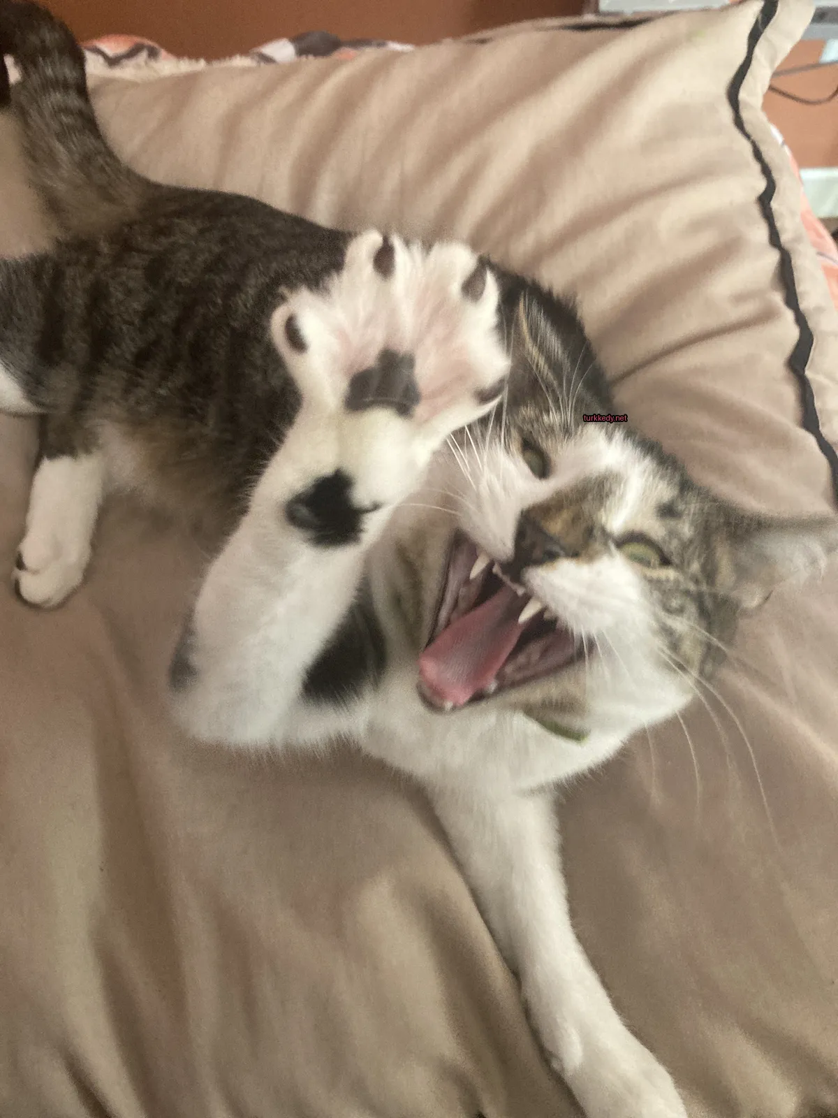 Siyah ve beyaz bir kedi, yeşil bir kemer takmış olarak yatan bir yatakta ağzını açmış bir pozisyonda yatıyor.