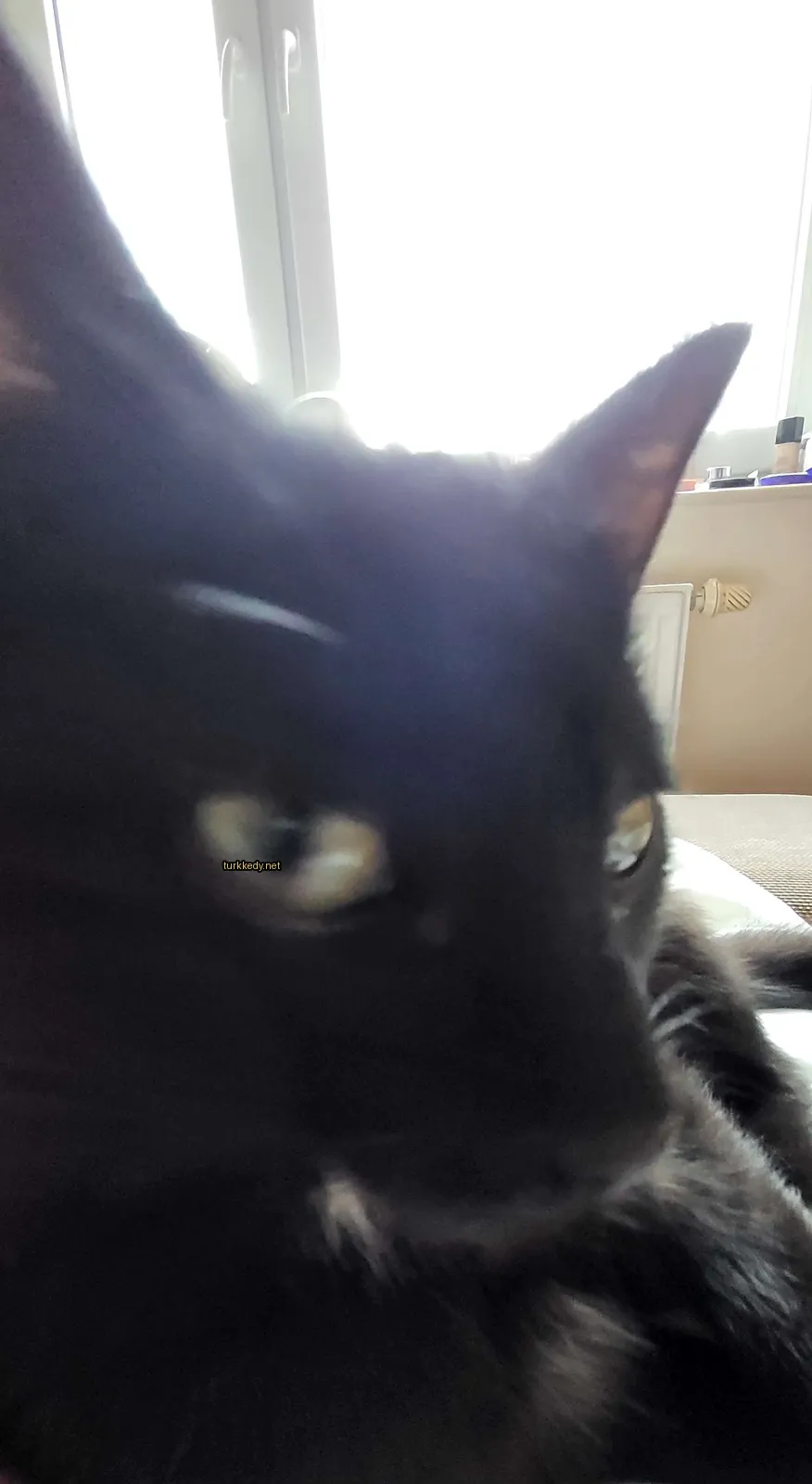Siyah bir kedi sarı gözleriyle bir sofa üzerinde yatıyor.