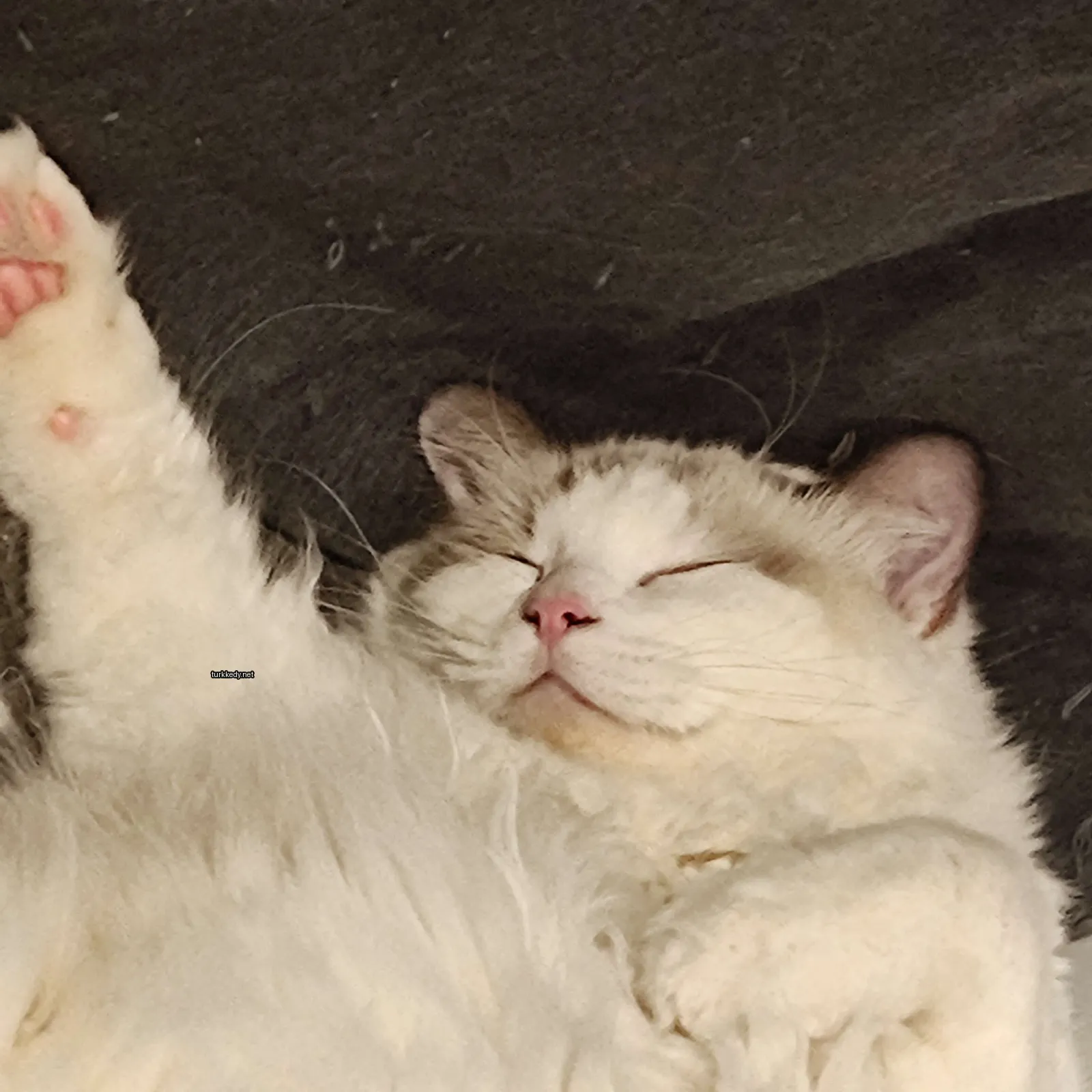 Beyaz ve gri bir kedi yatakta yatıyor.