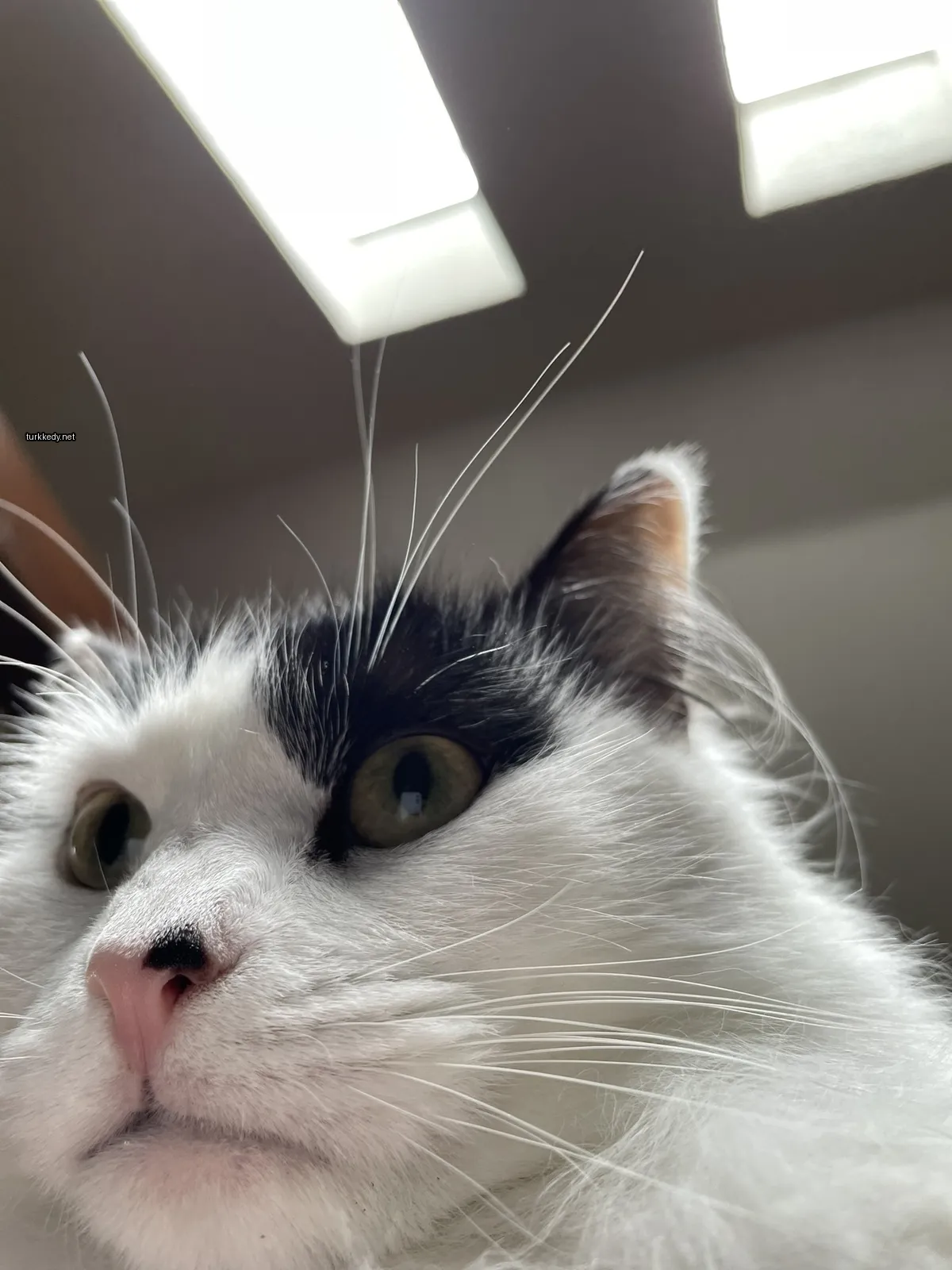 Beyaz bir kedi, camdan bakarken pembe burun ve kaşları var.