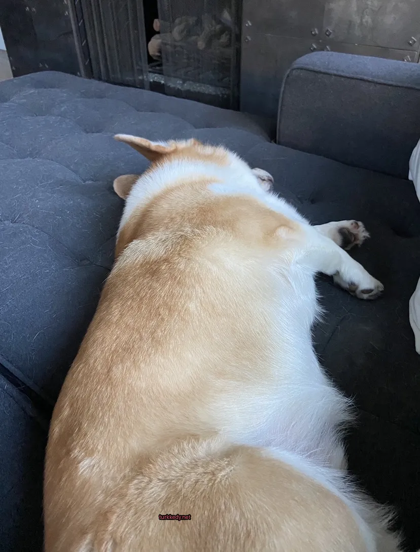 Kahverengi ve beyaz bir köpek bir sofa üzerinde yatıyor.