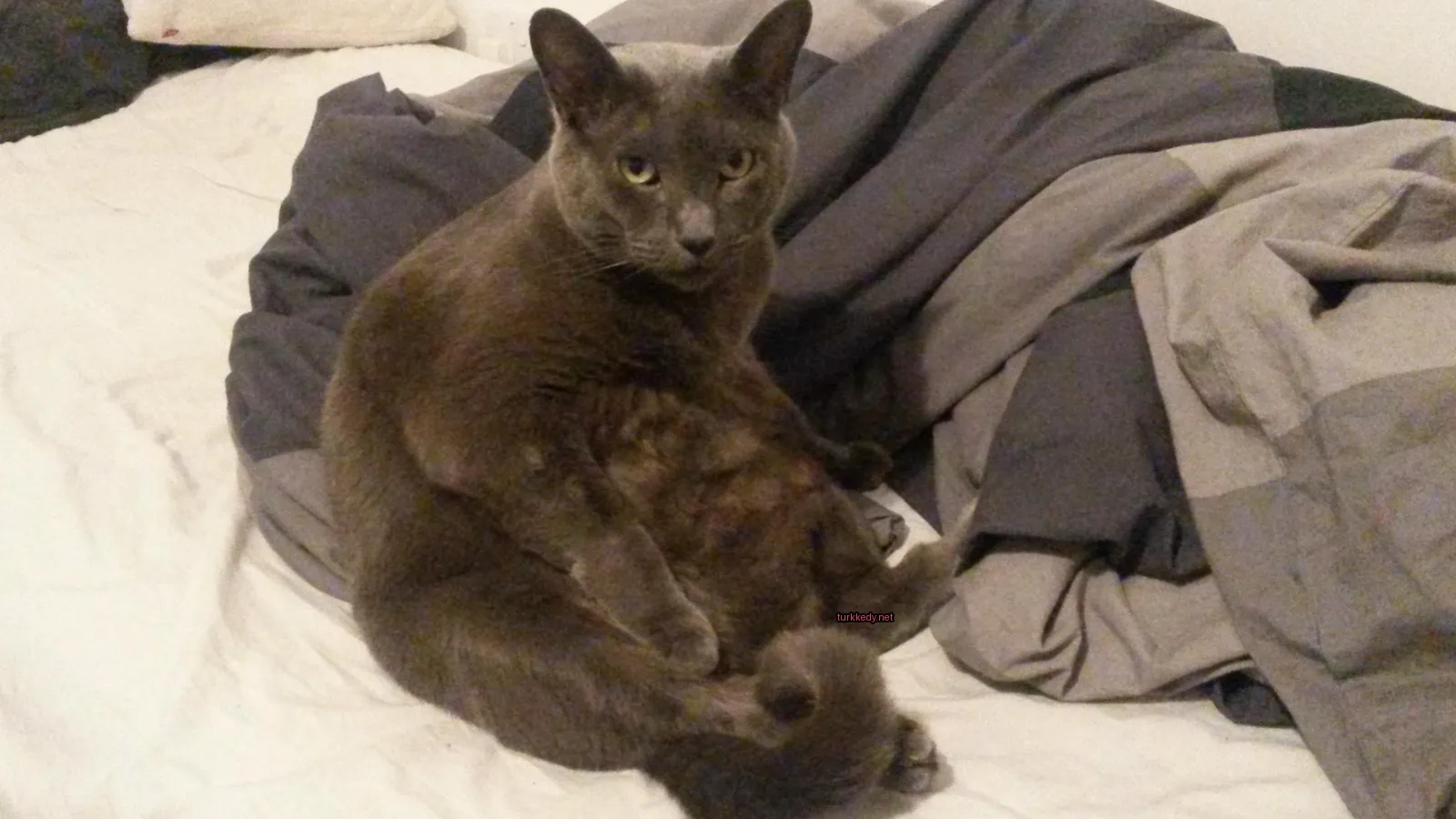 Gri bir kedi, siyah bir kuyruğu ve siyah bir burnu ile yatakta oturuyor.