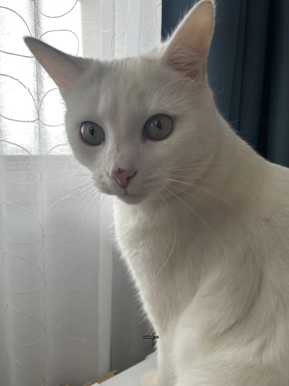 Beyaz bir kedi mavi gözleriyle pencereden önünde oturmaktadır.