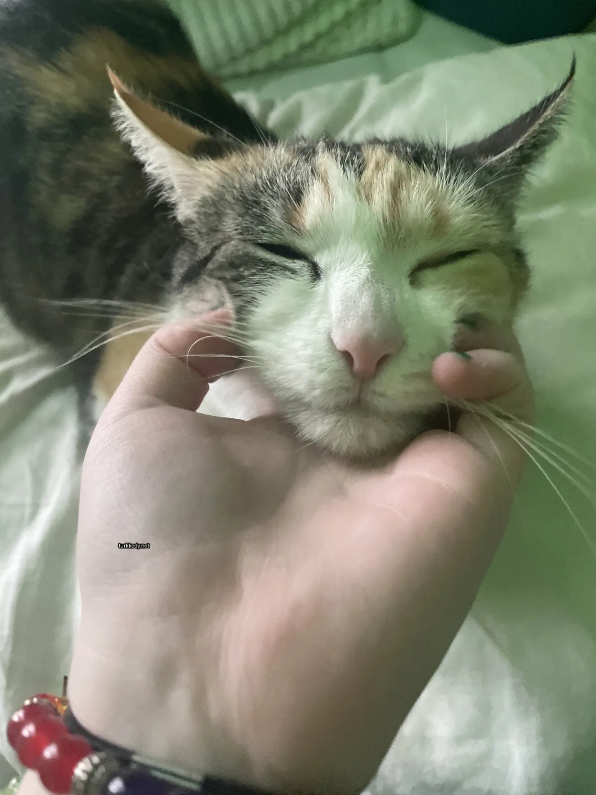 Koyu ve beyaz bir kedi yatağında gözleri kapalı yatıyor.