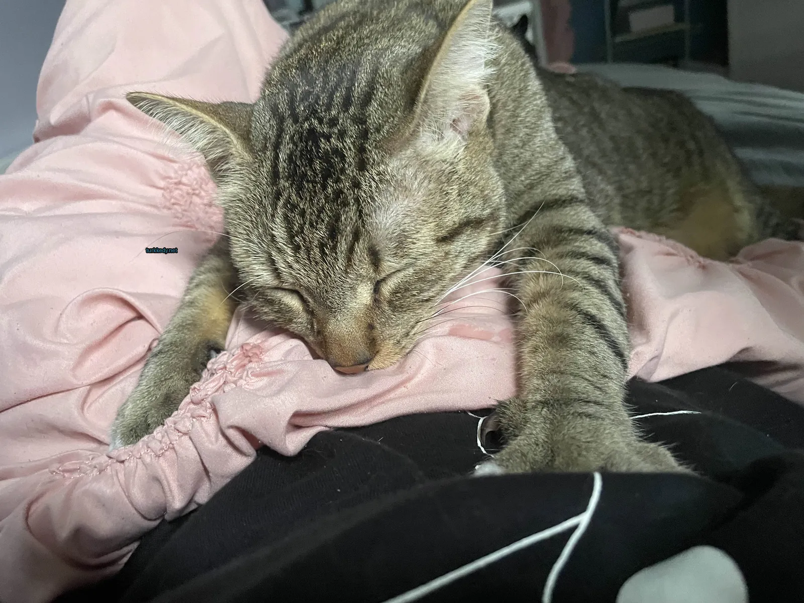 Bir çiçek desenli kedi bir pembe bez üzerine uzanmış.