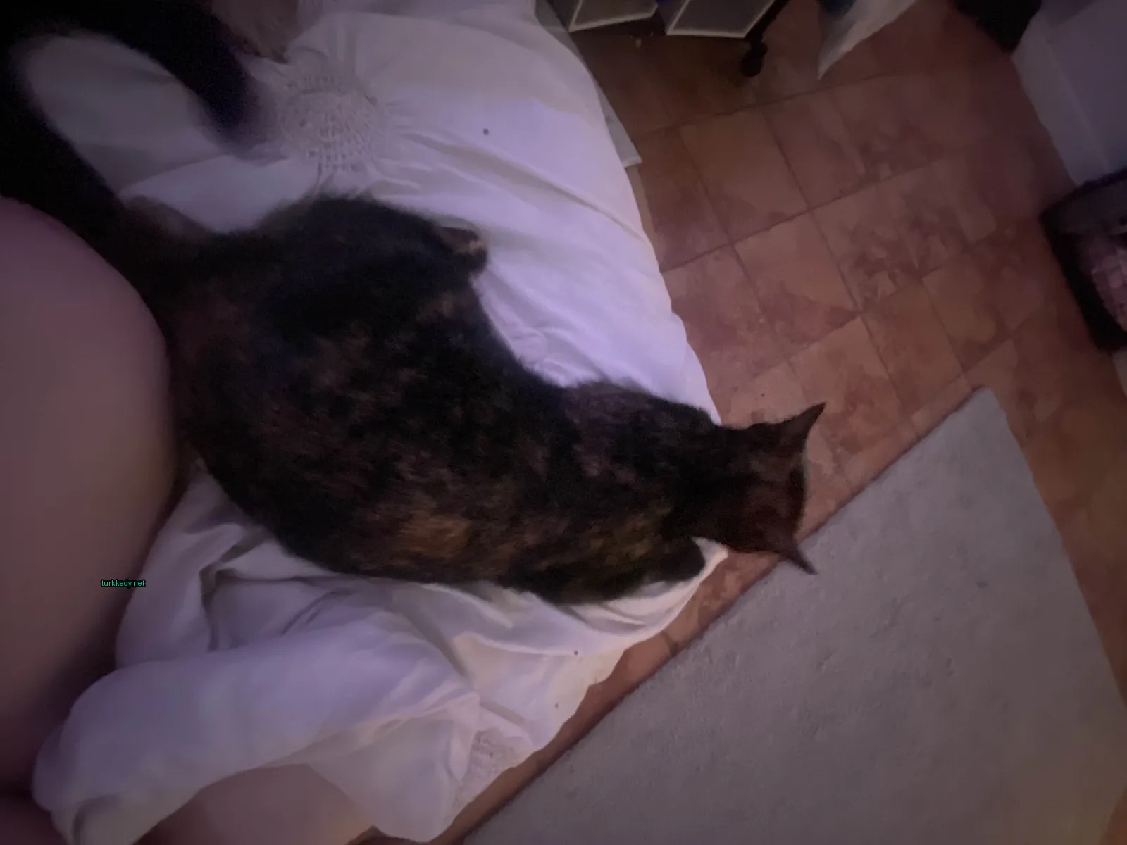 Kara ve siyah bir kedi yatakta yatıyor.