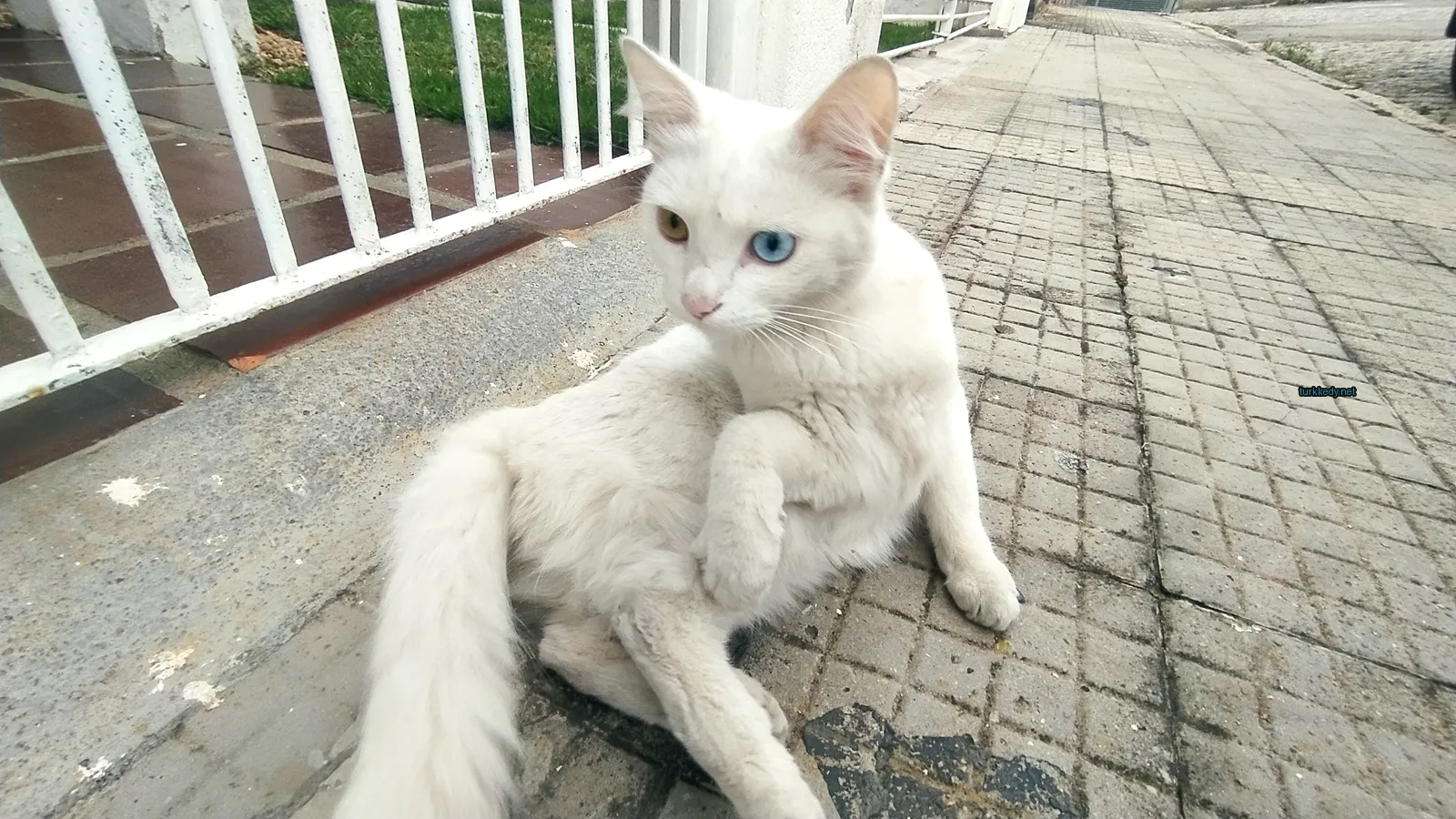 Beyaz bir kedi mavi gözleri ve siyah burunları ile zemine yatıyor.