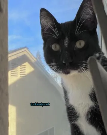 Siyah ve beyaz bir kedi, beyaz göğüs ve yüzünün üzerinde siyah bir şerit bulunan bir pencereden oturuyor.