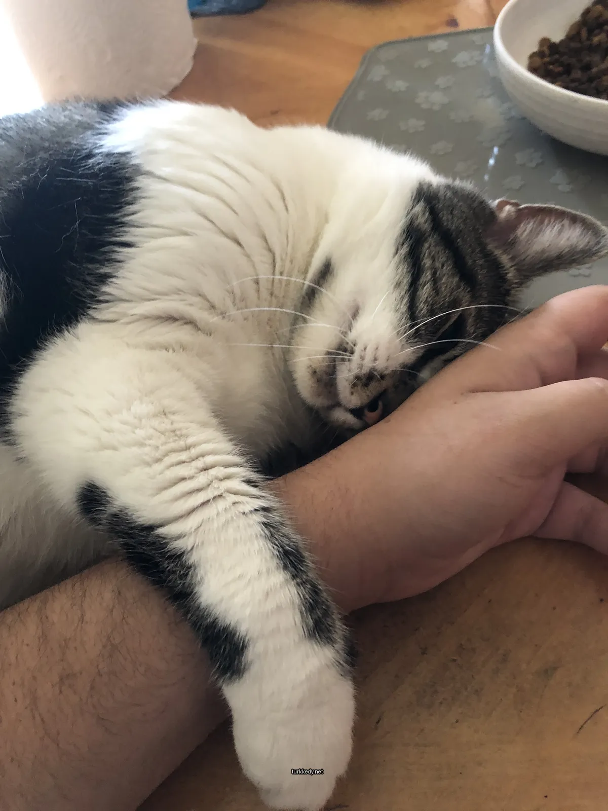 Siyah ve beyaz bir kedi bir insanla yan yana bir masada uyuyor.