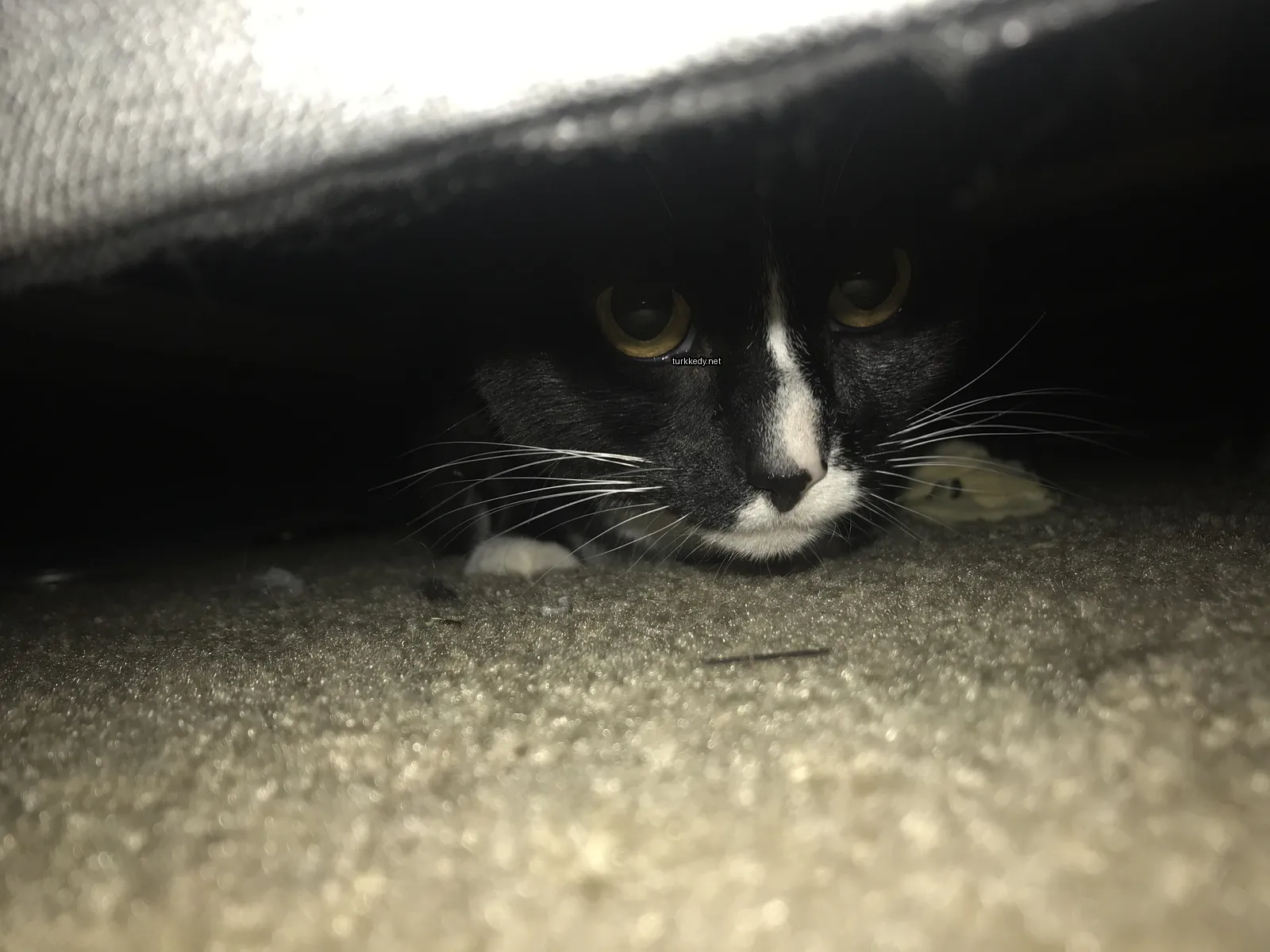 Siyah ve beyaz bir kedi bir yastık altından dışarı bakıyor.