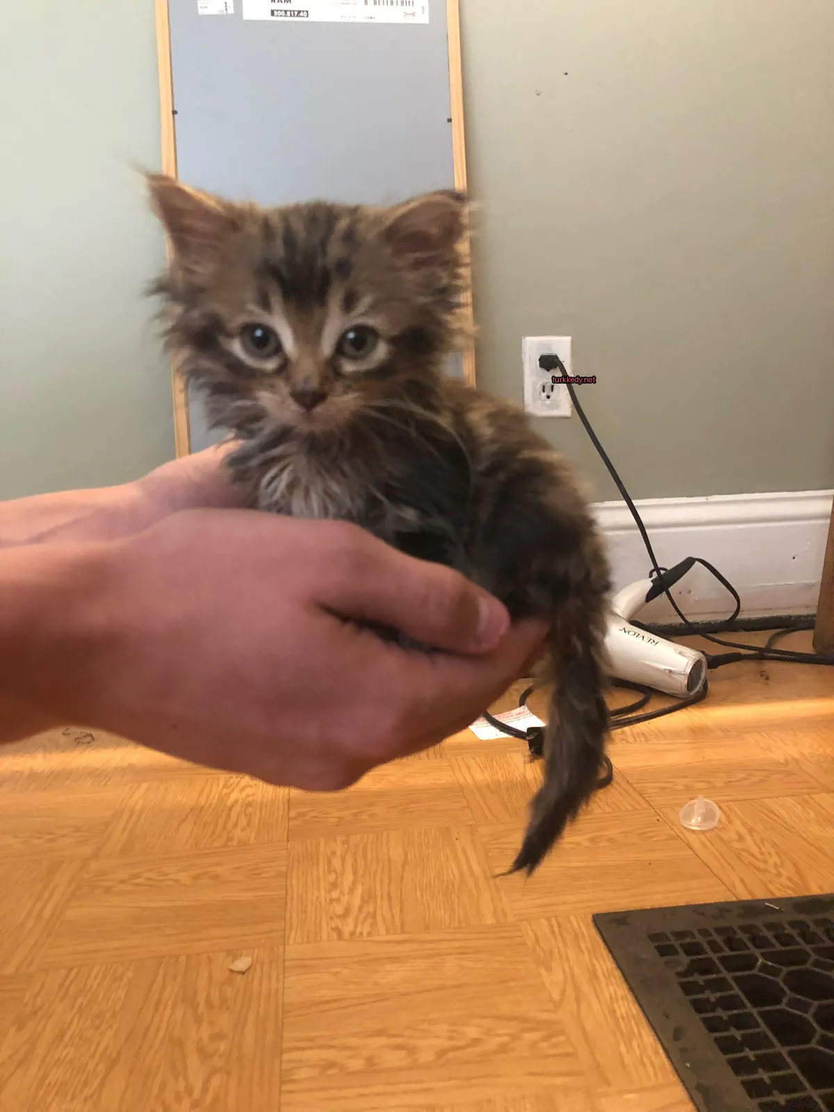 Kırmızımsı-kara renkli bir kedi yavrusu bir elde tutuluyor.