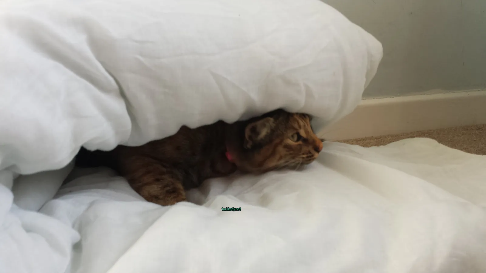 Koyu ve siyah bir deri desenine sahip bir kedi beyaz bir bez üzerine yatıyor.