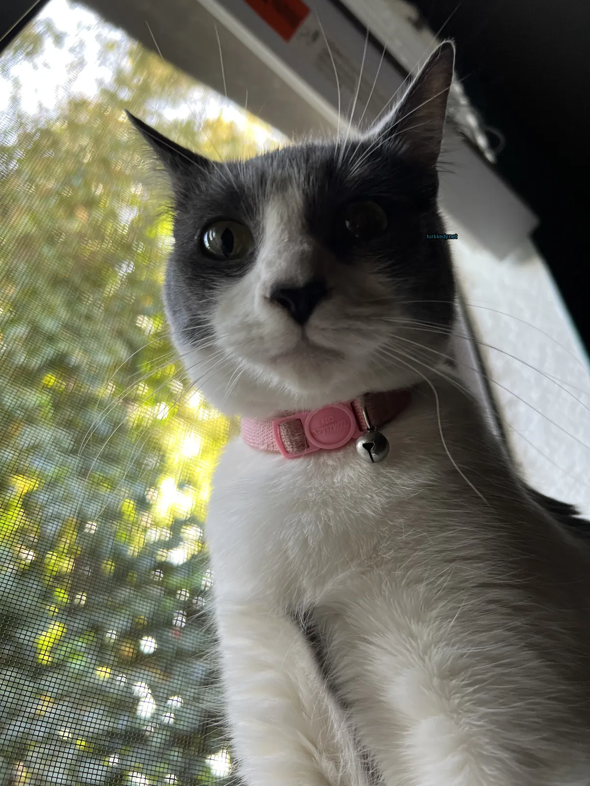 Gri ve beyaz bir kedi, pembe bir kemer takılı, bir pencerede oturuyor.