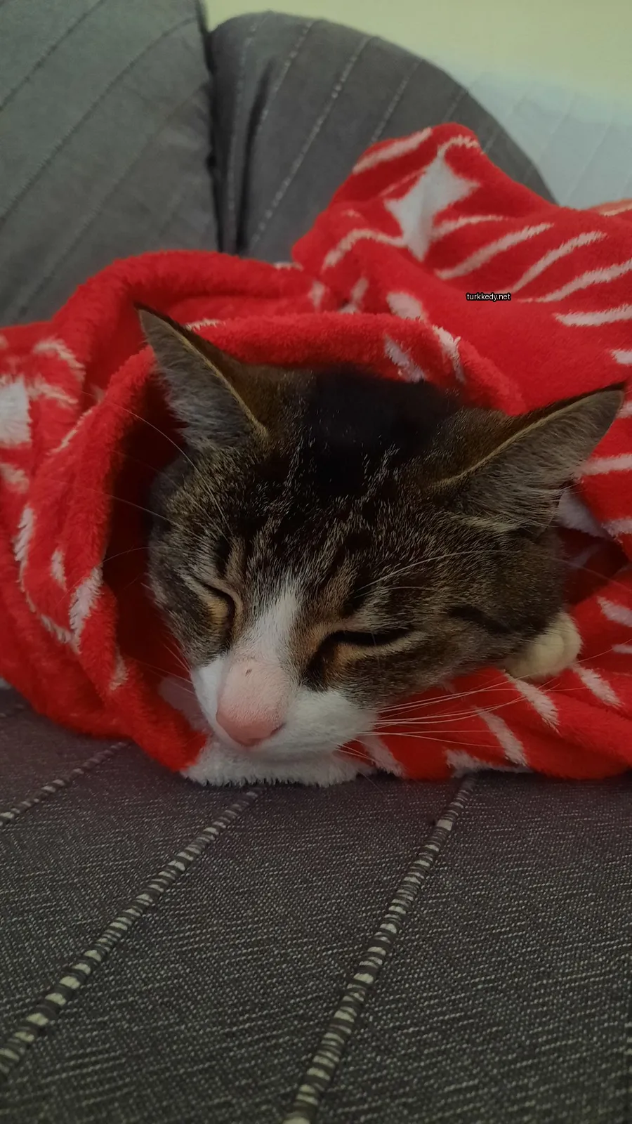 Siyah bir kedi kırmızı bir battaniğe uzanmış uyuyor.