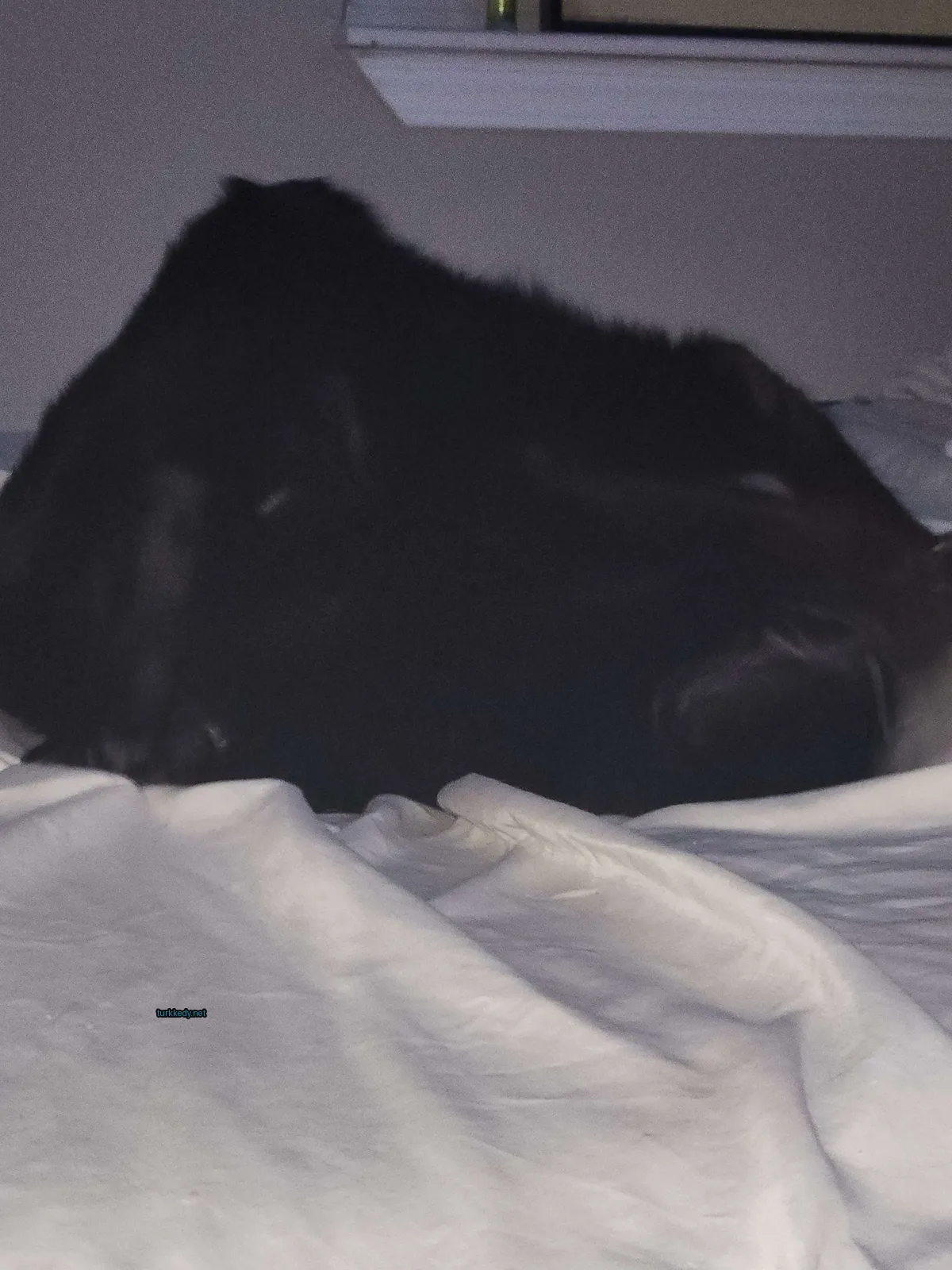 Siyah bir kedi beyaz bir bez üzerinde yatıyor.