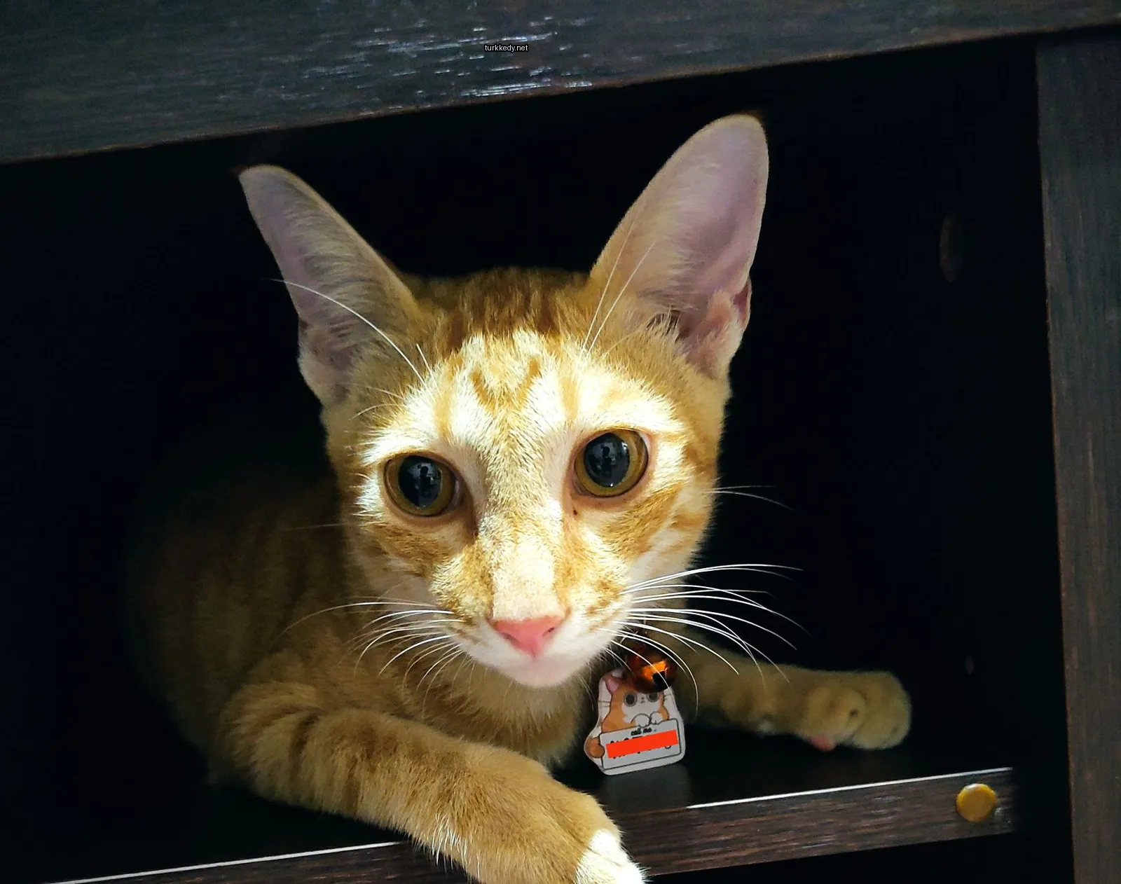 Bir küçük mavi beyaz kedigiller türünden kedi bir çekmeceye oturmaktadır.