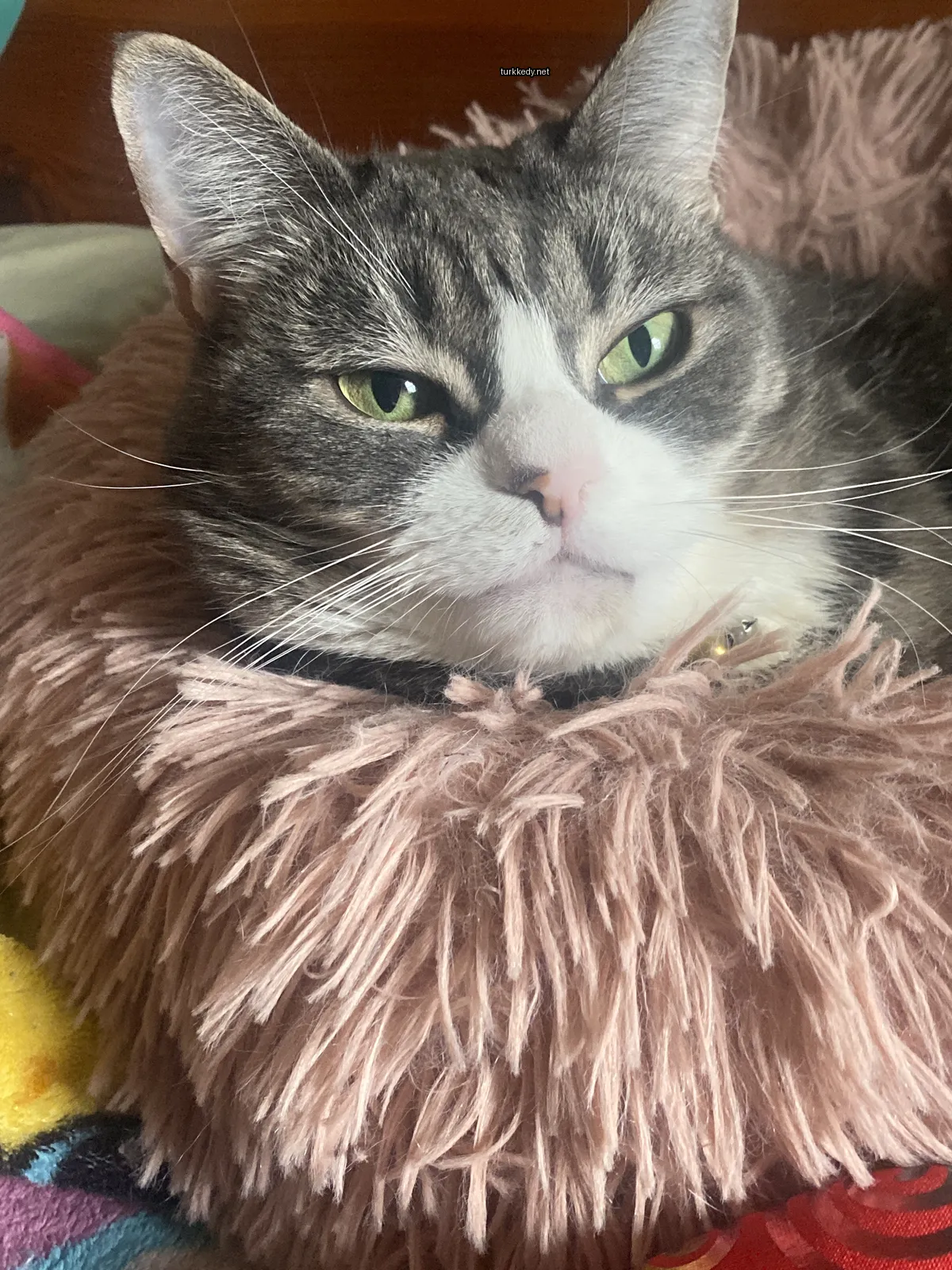 Gri ve beyaz bir kedi, pembe ve beyaz bir yastıkta yatıyor.