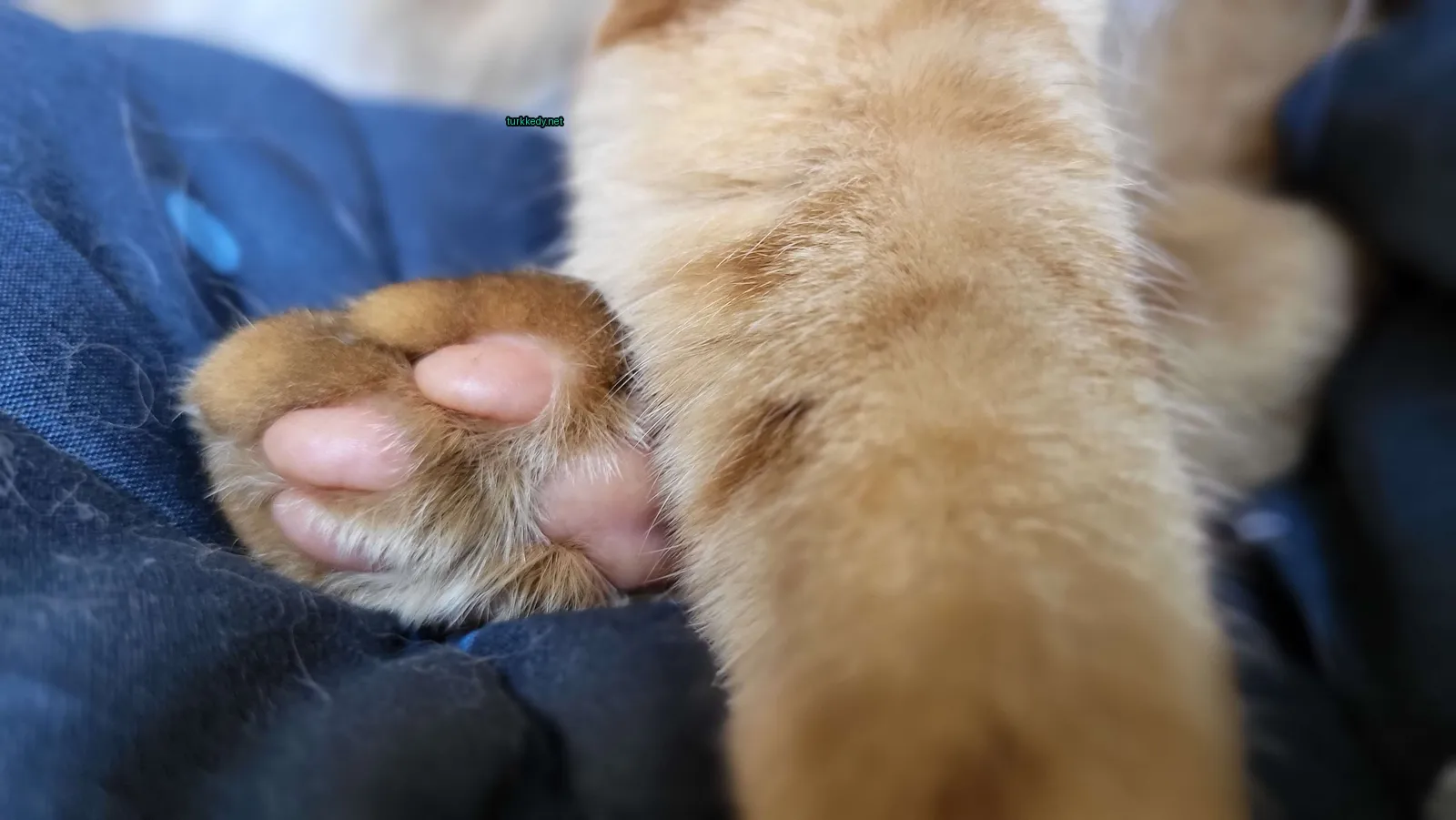 Bir kahverengi ve beyaz bir kedi, damalı bir desenle, mavi bir battaniğe yatıyor.