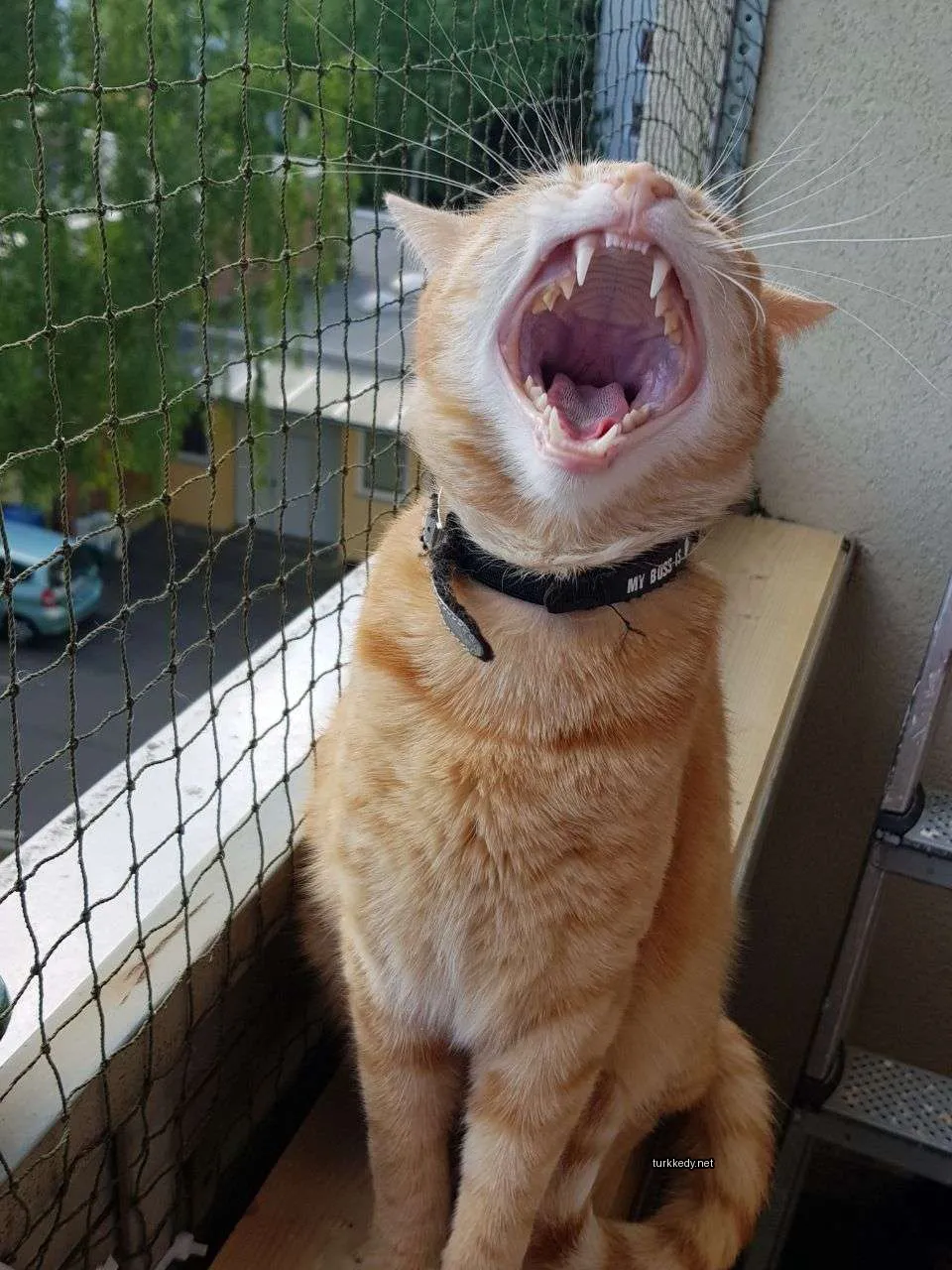 Kara ve beyaz bir kedi, siyah bir boynuzu ve siyah bir burun ile bir çit üzerinde oturuyor.