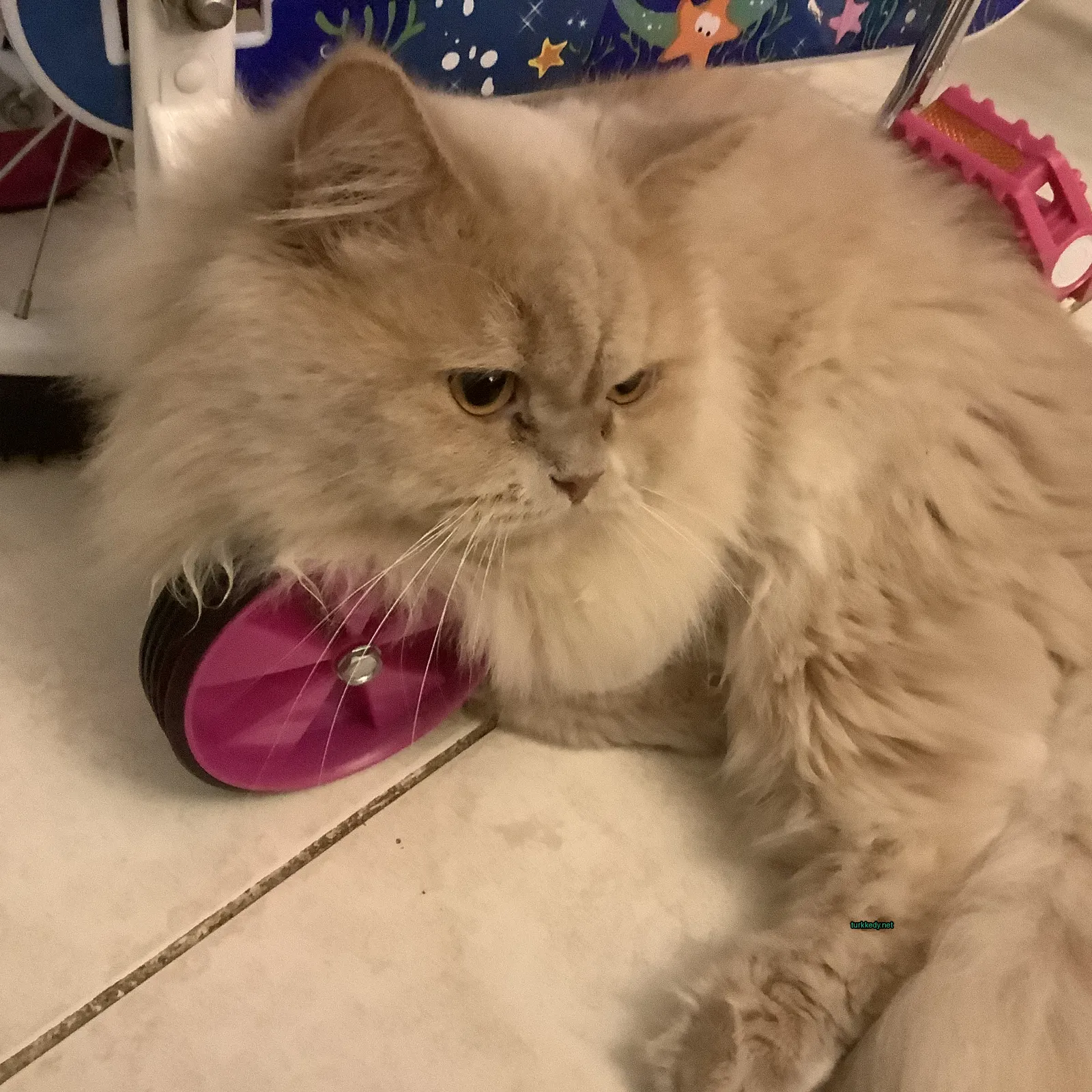 Beyaz bir kedisi ve bir pink topuzun olduğu bir fotoğraf.