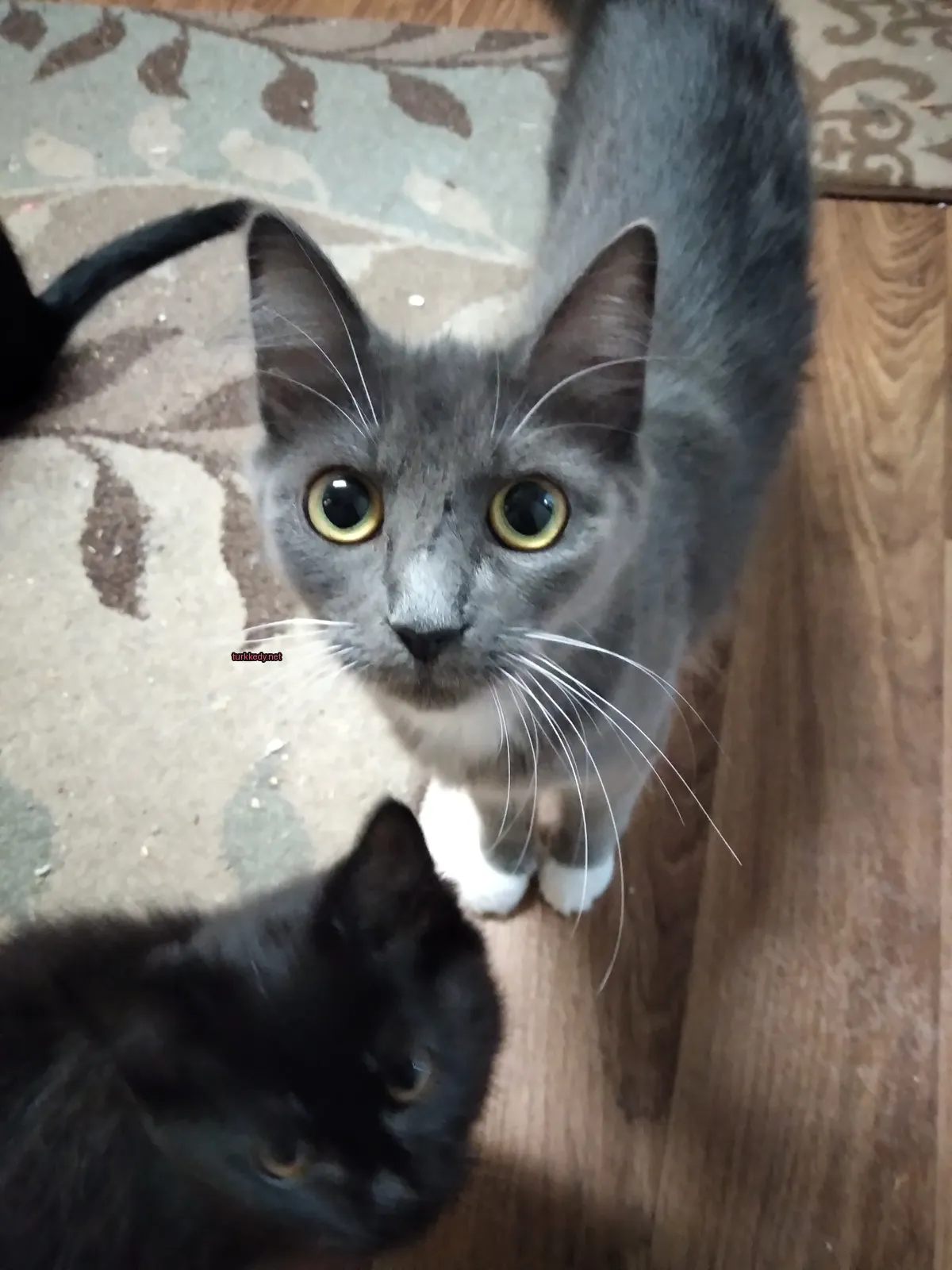 Gri bir kedi beyaz tüylü ve siyah bir kedi sarı gözlerle.