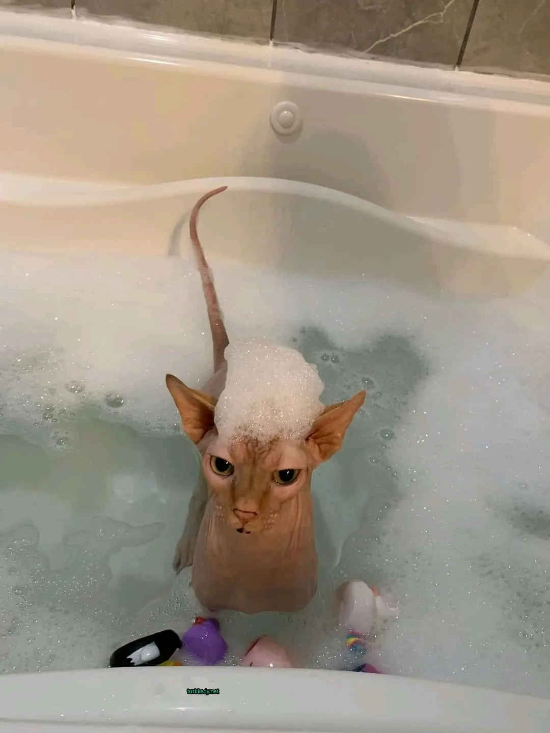 Bir kedi banyo küpünde havuz suyuna bürünmüş, mavi burunlu ve beyaz kuyruğu var.