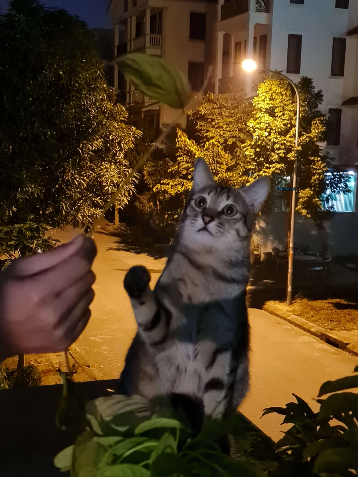 Bir çalı üzerinde duran ve kameralara bakarak çikolatalı desenli bir kedi.