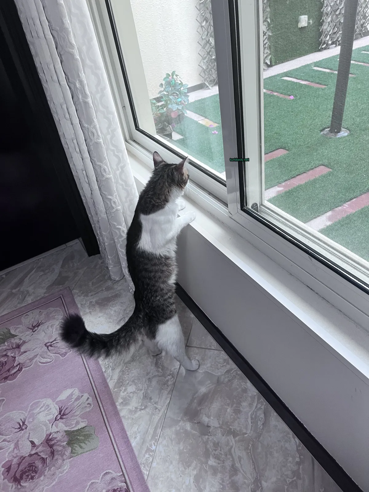 Beyaz göğsü ve kahverengi şeritli bir kedi pencere kenarında duruyor ve pencereye bakıyor.