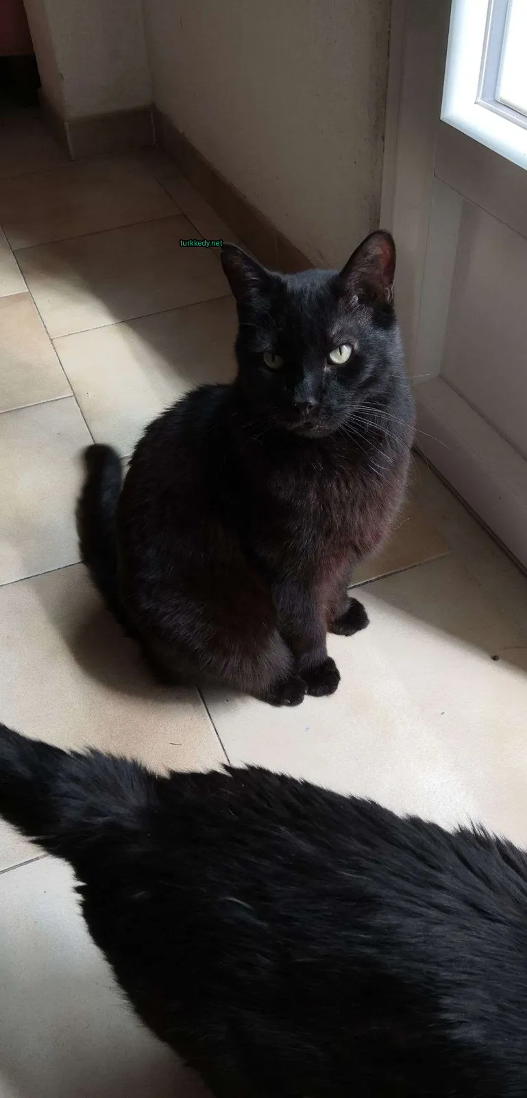 Siyah bir kedi, beyaz göğsüyle birlikte bir tuğla zeminde oturuyor.