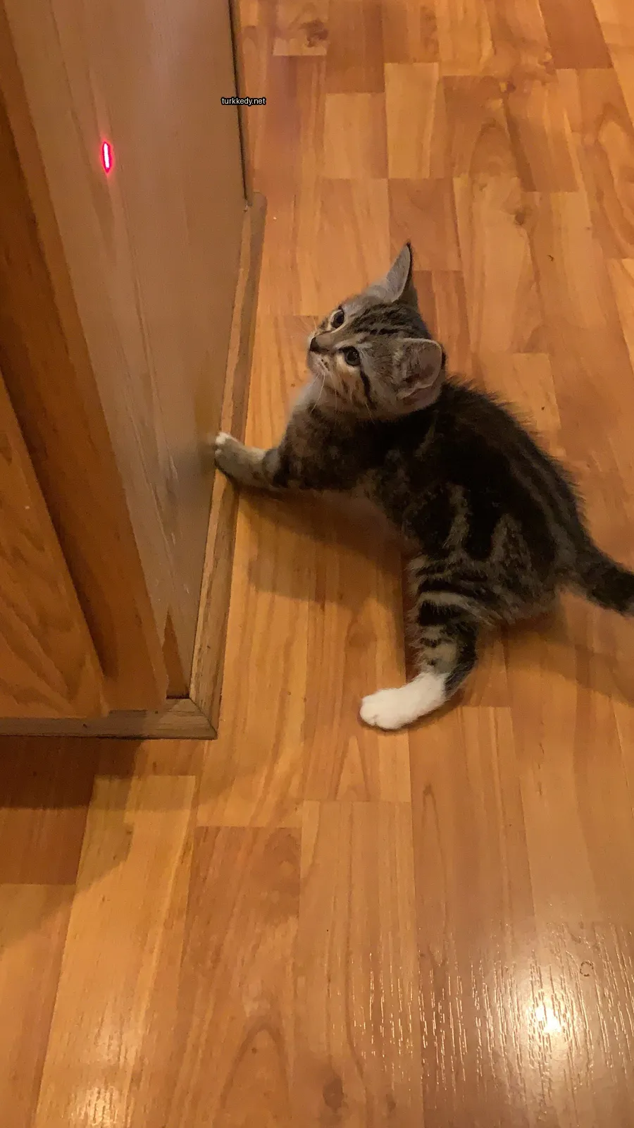 Beyaz ve gri desenli küçük bir kedi ahşap zeminde duruyor.