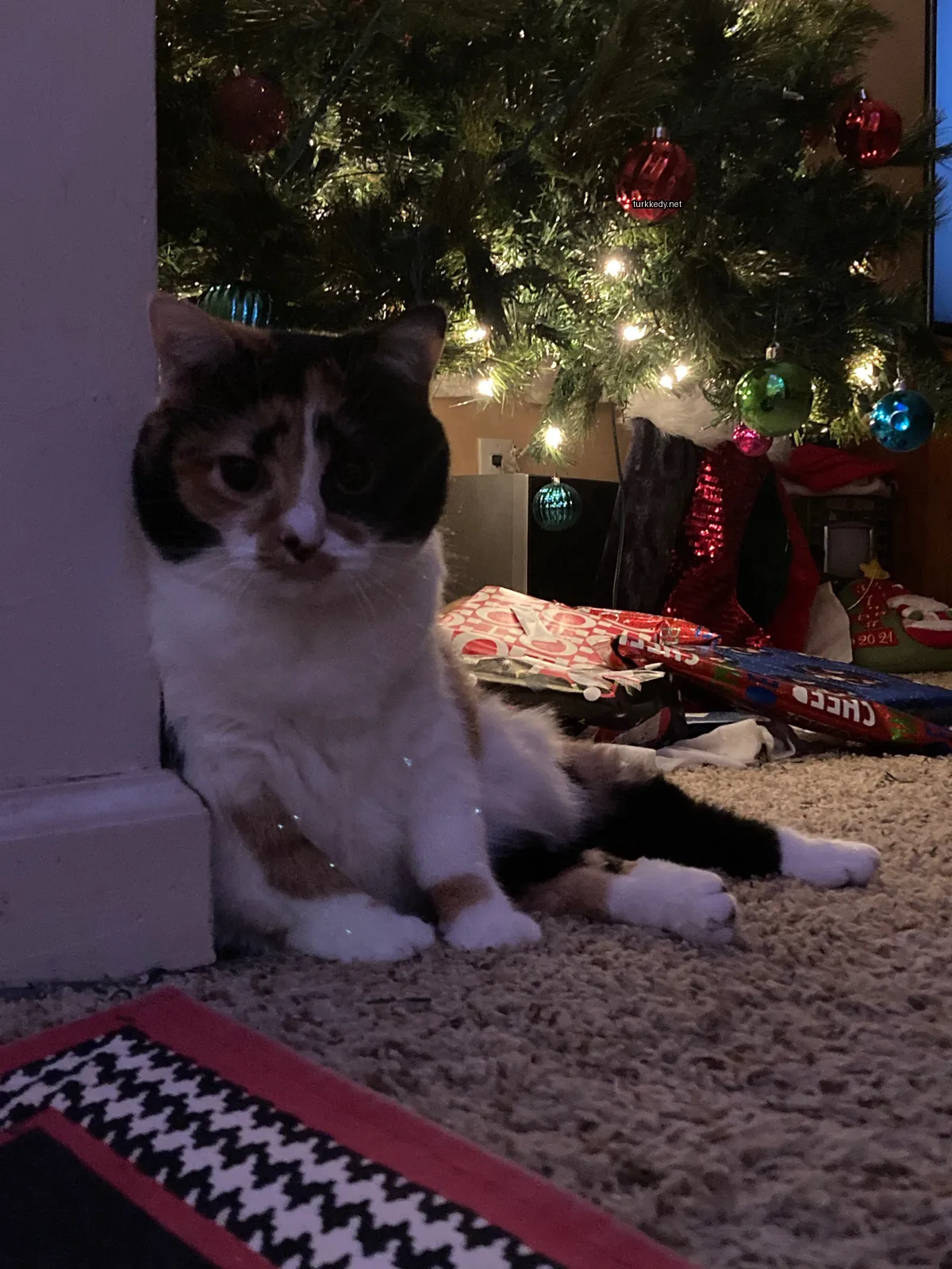 Kırmızı bir Noel ağacı önünde siyah kuyruğu ve beyaz göğsü olan bir ev kedi oturuyor.