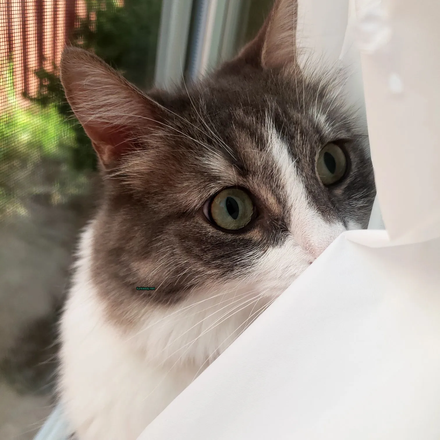 Gri ve beyaz bir kedi pencereden dışarı bakıyor.