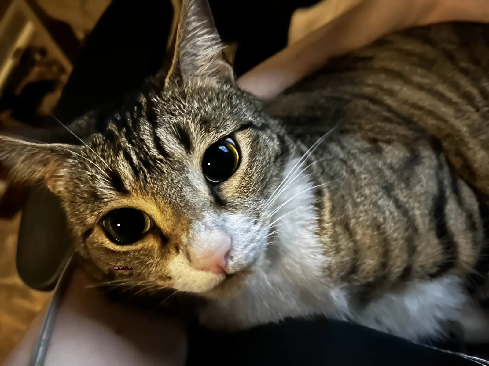 Sarı gözlü bir çizikli kedi bir insana oturuyor.