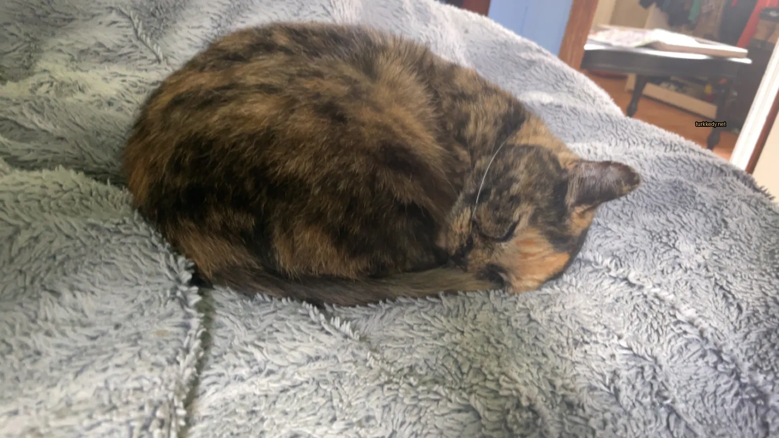 Kara ve siyah bir kedi bir bez üzerine sarılmış.