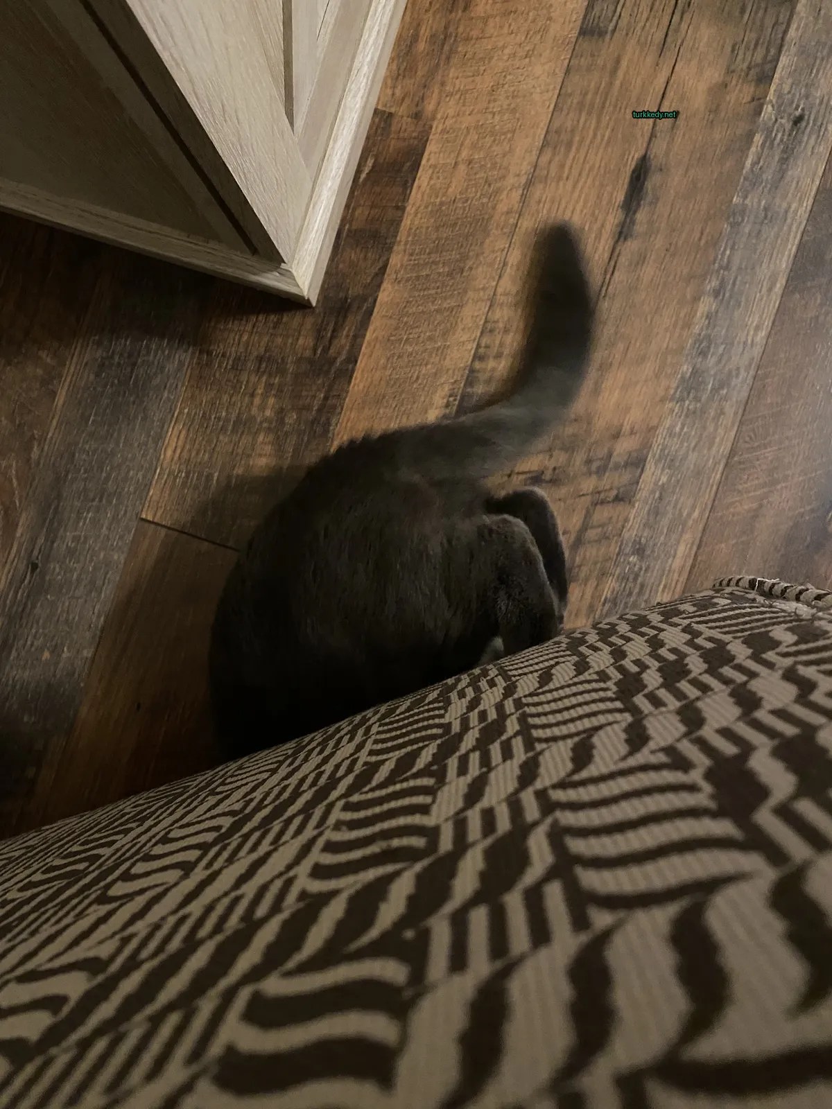 Siyah bir kedi bir sofa üzerinde oturuyor.