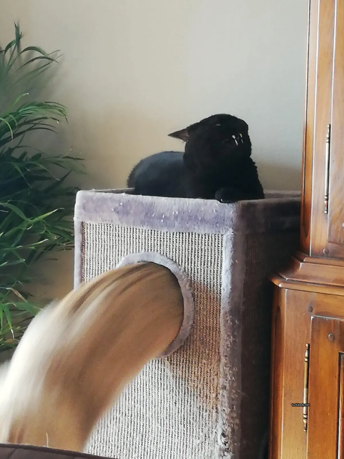 Siyah bir kedi bir kedi yatağında oturuyor.