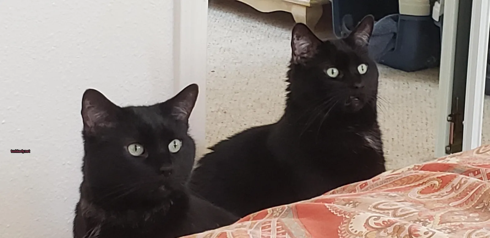 Siyah bir kedi mavi yeşil gözlerle yatakta oturuyor.