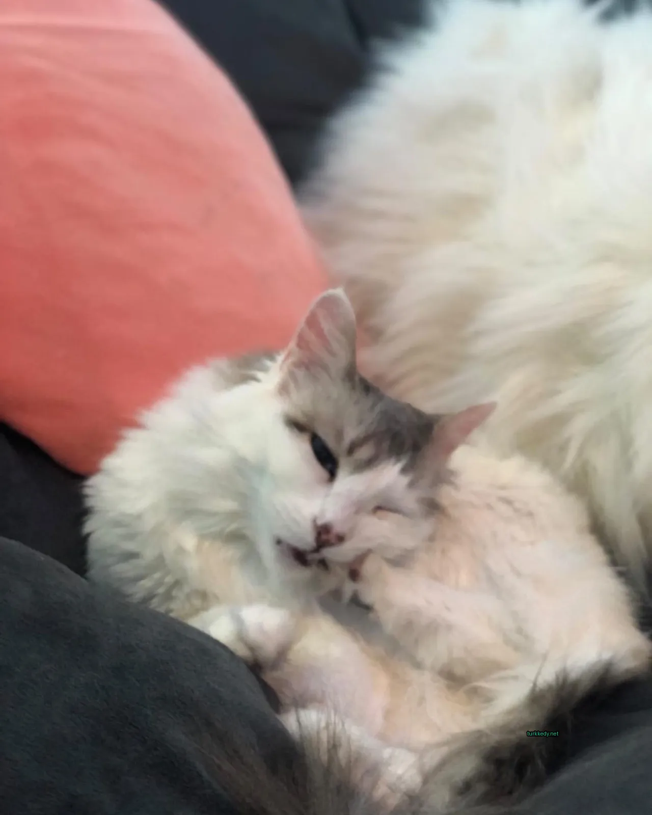 Beyaz ve gri bir kedi, arkasında pembe bir minder var.