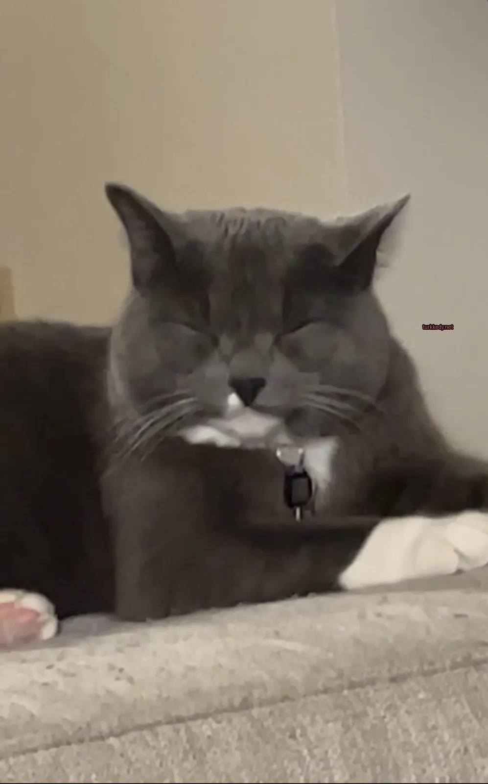 Gri ve beyaz bir kedi, boynuna takılı bir kolye ile bir sofa üzerinde yatıyor.