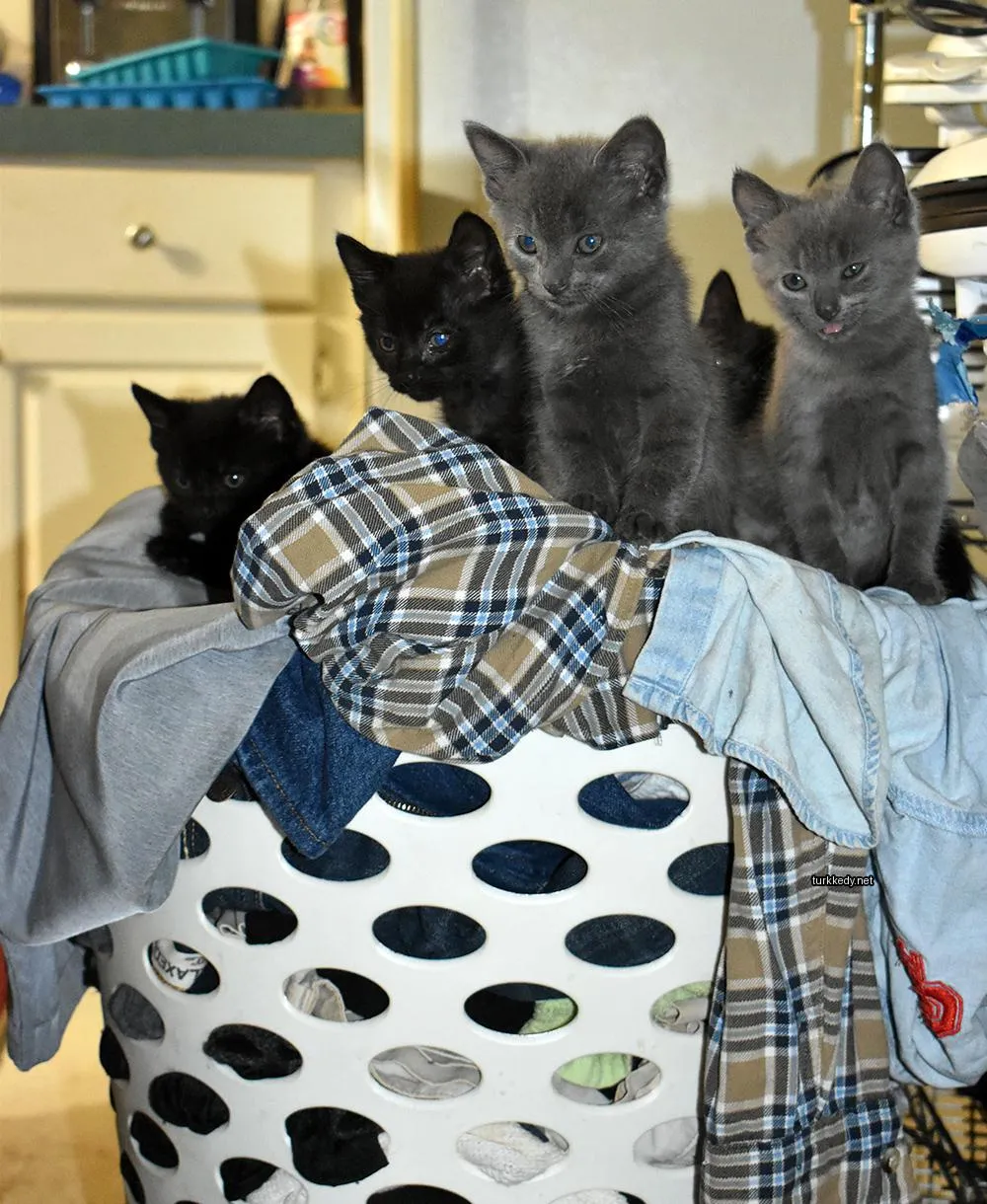 Siyah bir kedi bir kumaş yığını üzerinde oturuyor.
