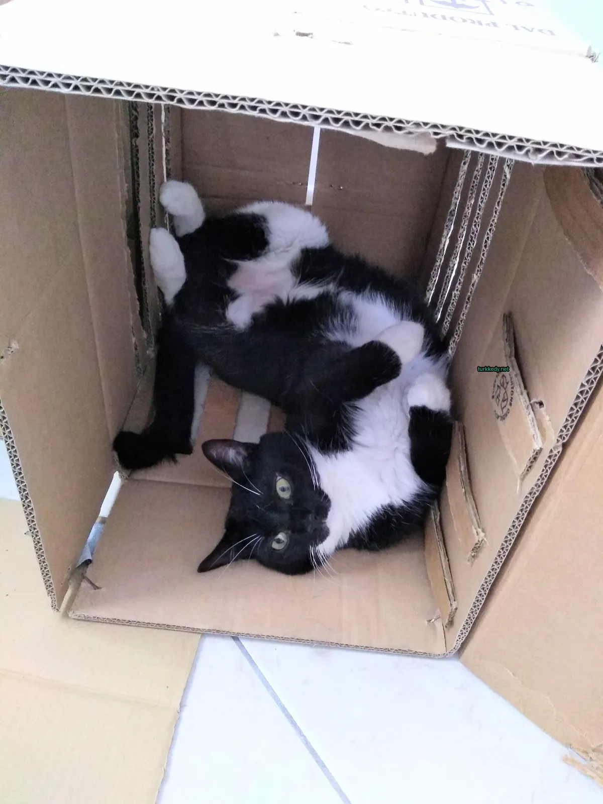 Siyah ve beyaz bir kedi bir karton kutuda yatıyor.