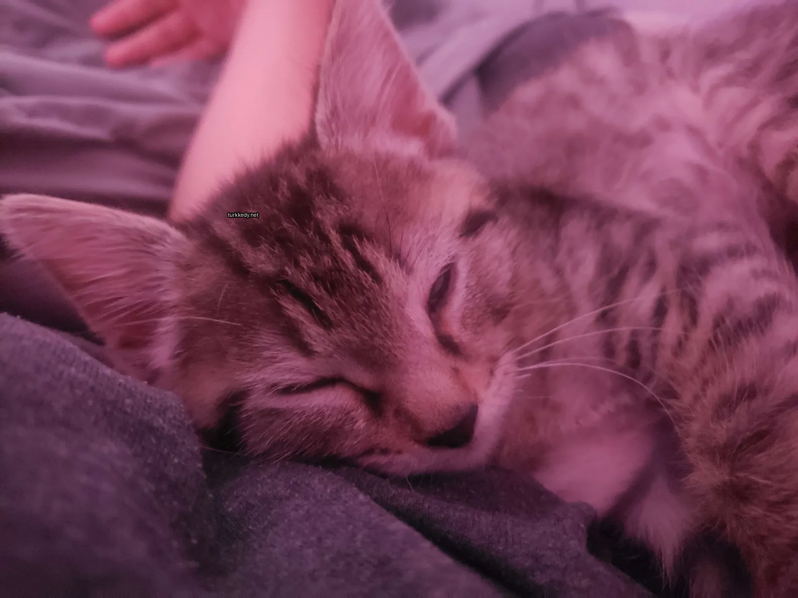 Bir gri ve beyaz kedi bir kişinin göğsünde uyuyor.