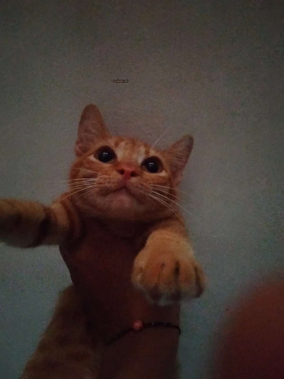 Kırmızı bir kedi, bir insan tarafından tutuluyor ve mavi gözleri ve pembe burun ve tırnakları var.