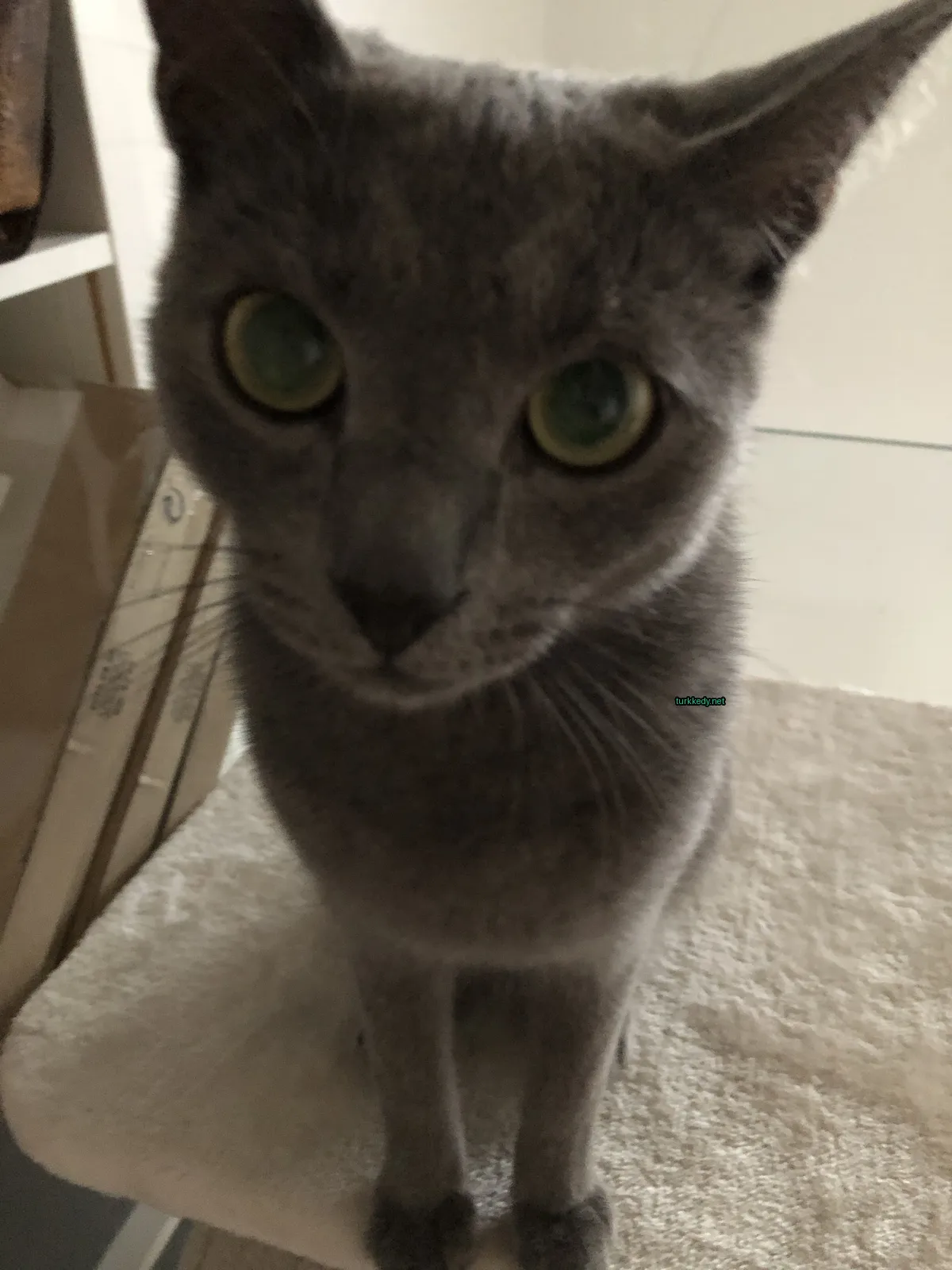 Beyaz bir havlu üzerinde yeşil gözleri olan gri bir kedi.