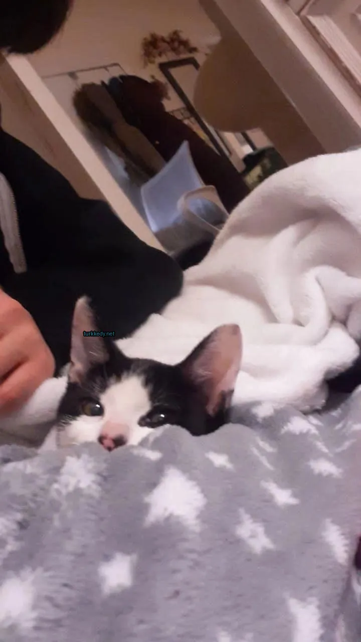 Siyah ve beyaz bir kedi beyaz bir örtü altından dışarı bakıyor.