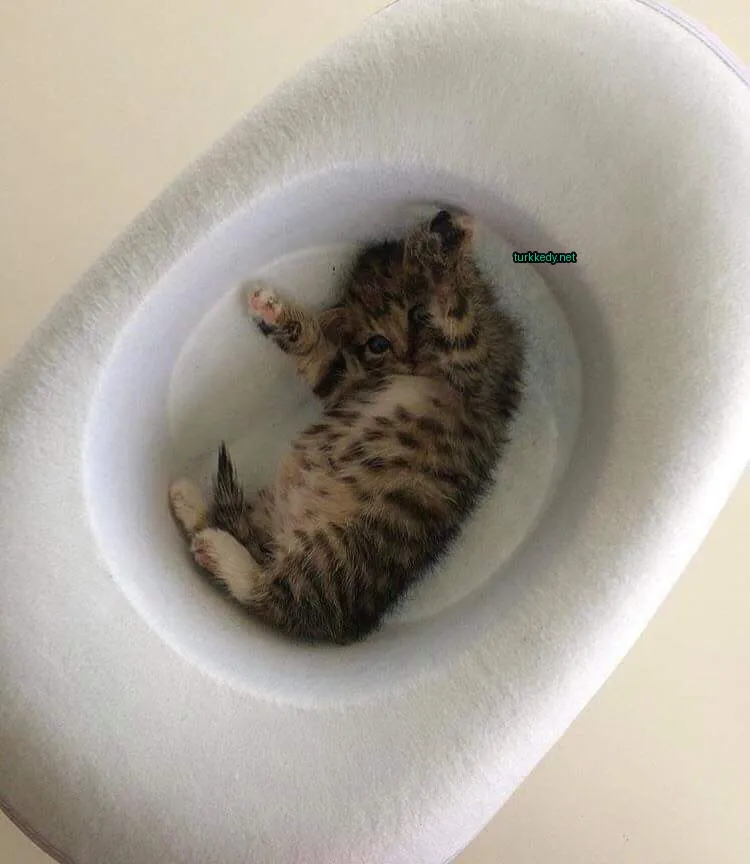 Bir kedi bir beyaz tabakta yatıyor.