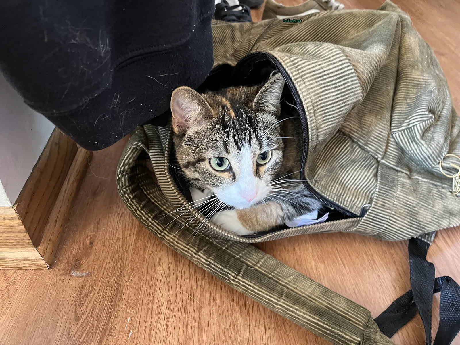Kırmızı ve siyah desenli bir kedi bir torbanın içinde oturuyor.